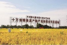 兴化关于成都商务伴游外围雇用的信息