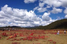 兴化旅游去处(暑期最好的旅游去处)